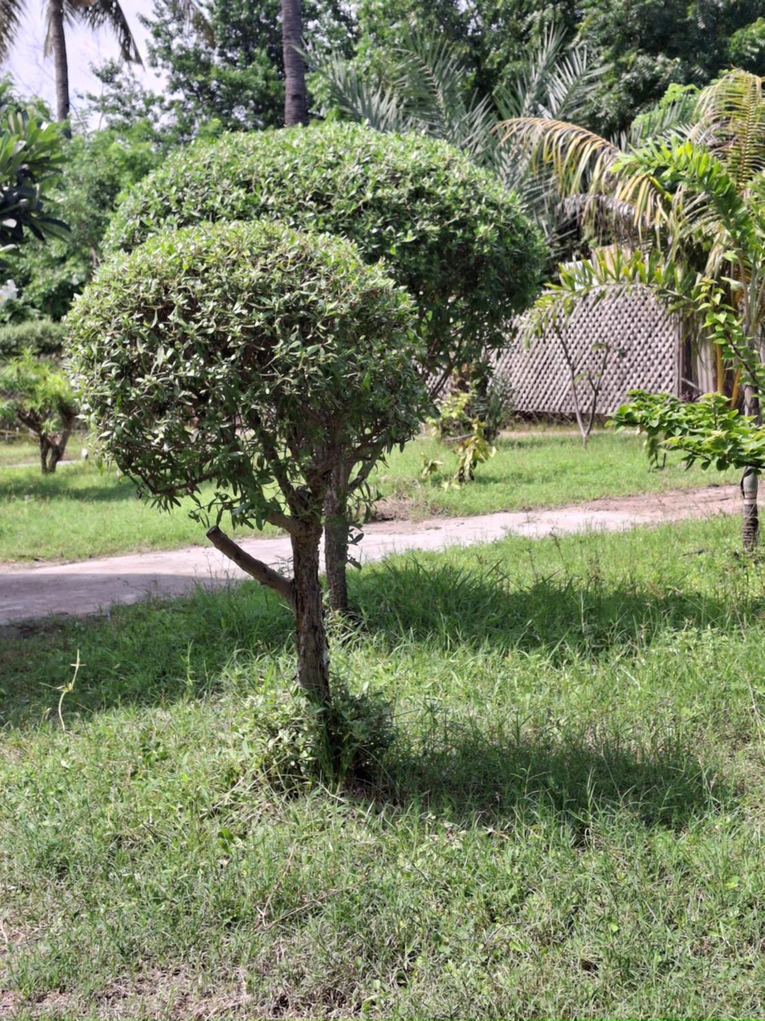Cnunk Bungalow Gili Meno Dış mekan fotoğraf